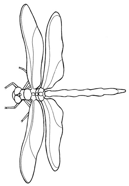 dragonfly drawing for coloring