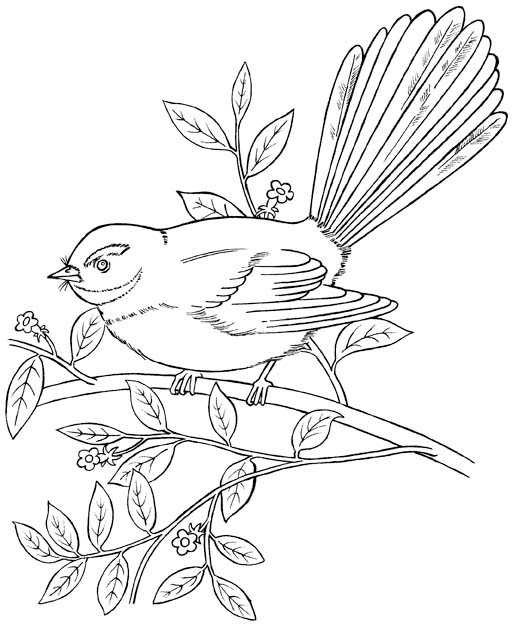 fantail bird drawing for coloring