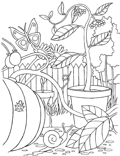 colouring picture of a vegetable garden