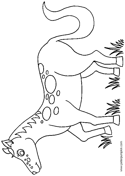  A little spotted pony drawing for coloring