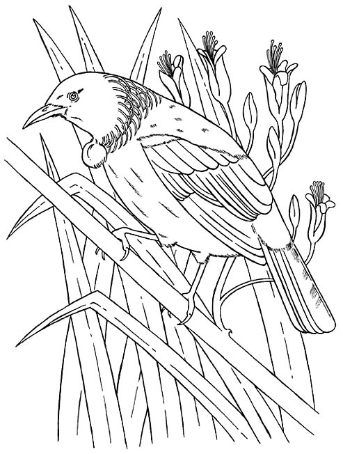 Tui bird drawing for coloring