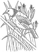 tui bird colouring picture
